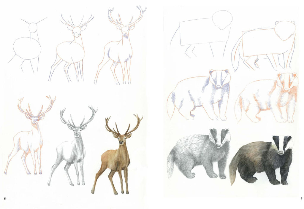 How to Draw Woodland Animals In Simple Steps