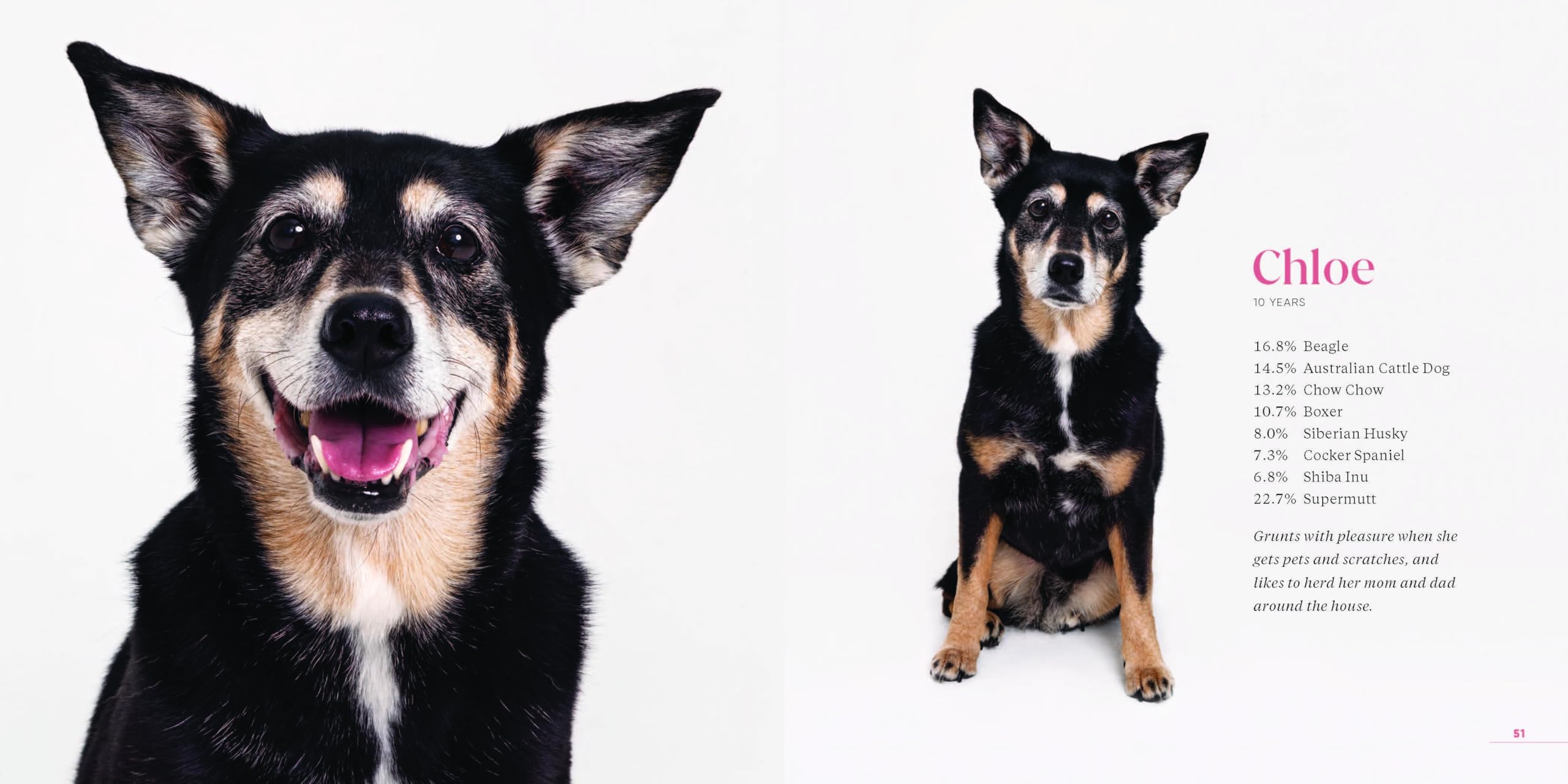 What Kind of Dog Is That?