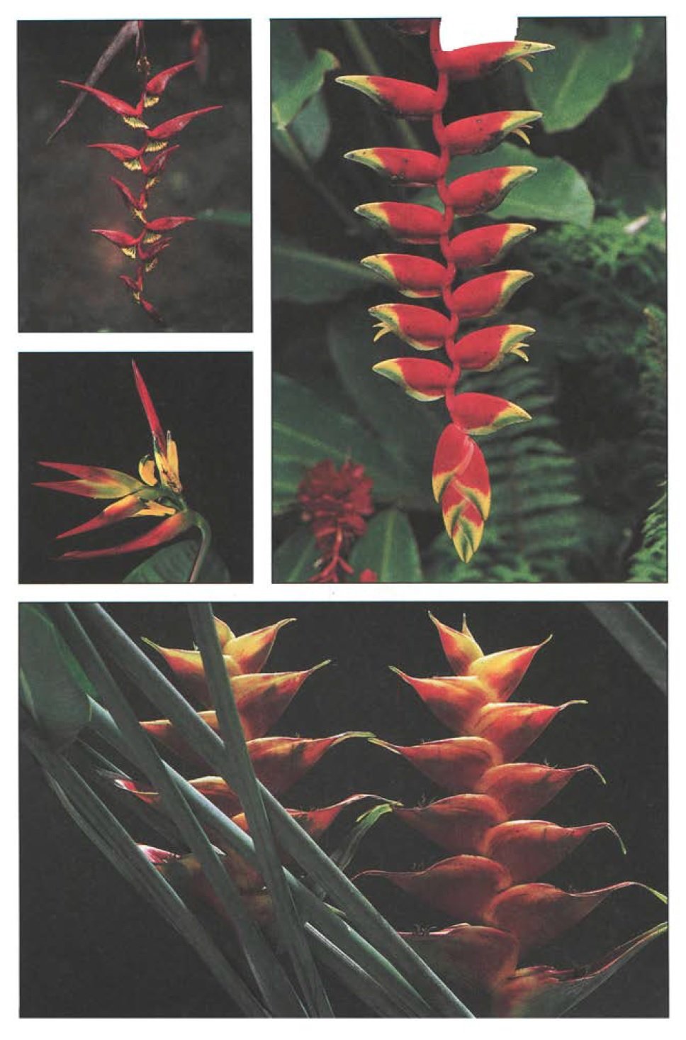 Handy Pocket Guide to Tropical Flowers (Handy Pocket Guides)