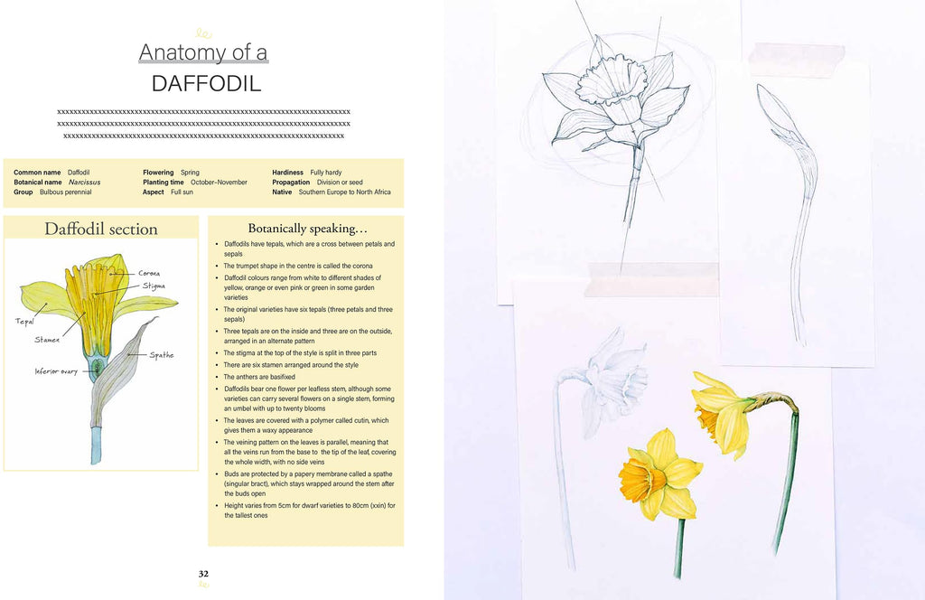 Botanical Watercolours through the Seasons: An all-year-round guide to painting flowers and plants