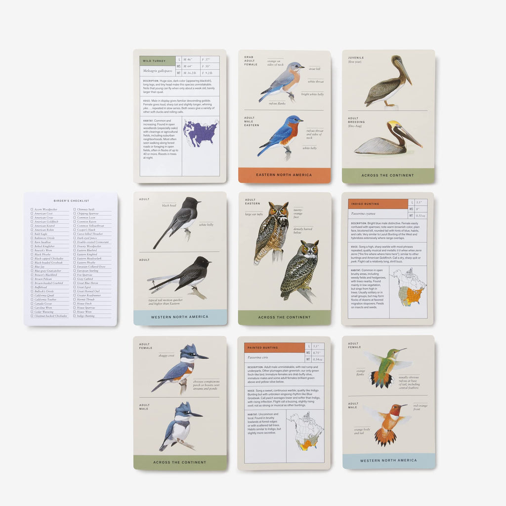 Sibley Backyard Birding Flashcards, Revised and Updated: 100 Common Birds of Eastern and Western North America (Sibley Birds)