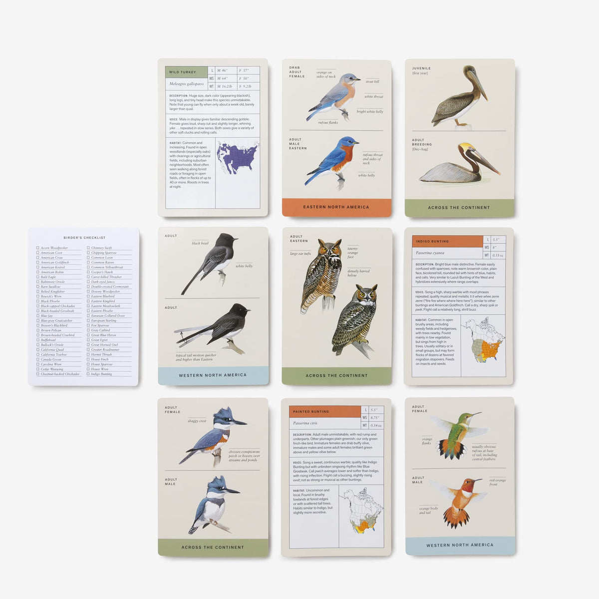 Sibley Backyard Birding Flashcards, Revised and Updated: 100 Common Birds of Eastern and Western North America (Sibley Birds)