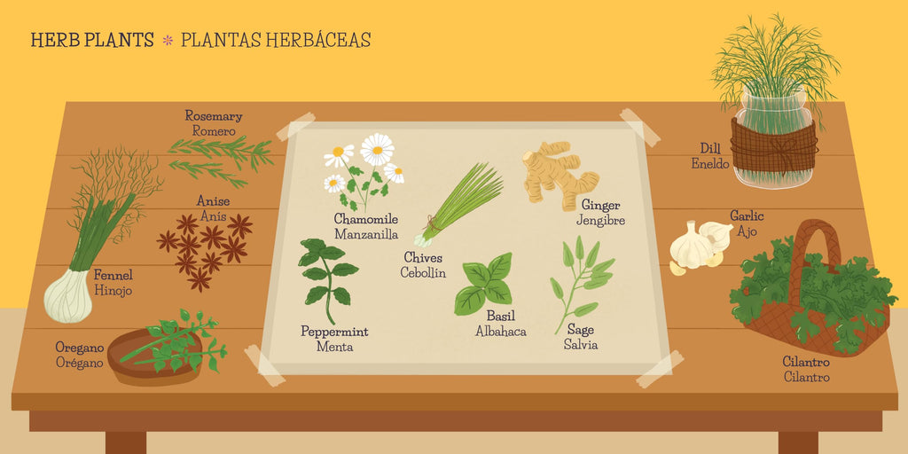 My First 100 Plantitas & Florecitas Words in English & Spanish (First 100 Words Series) (English and Spanish Edition)