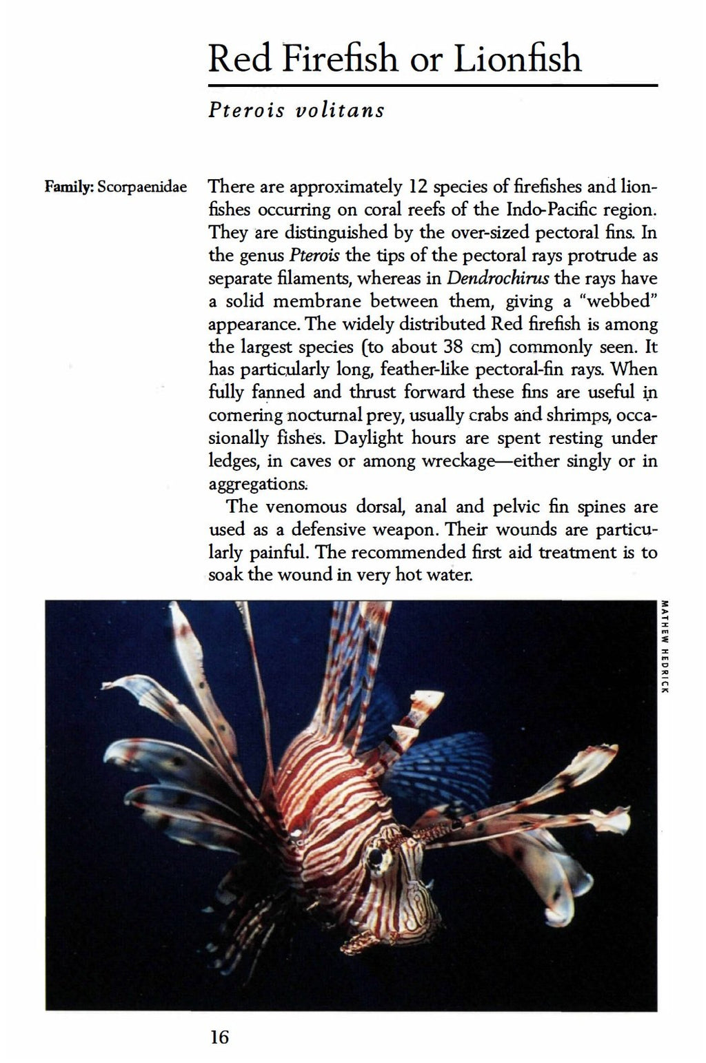 Handy Pocket Guide to Tropical Coral Reef Fishes (Handy Pocket Guides)