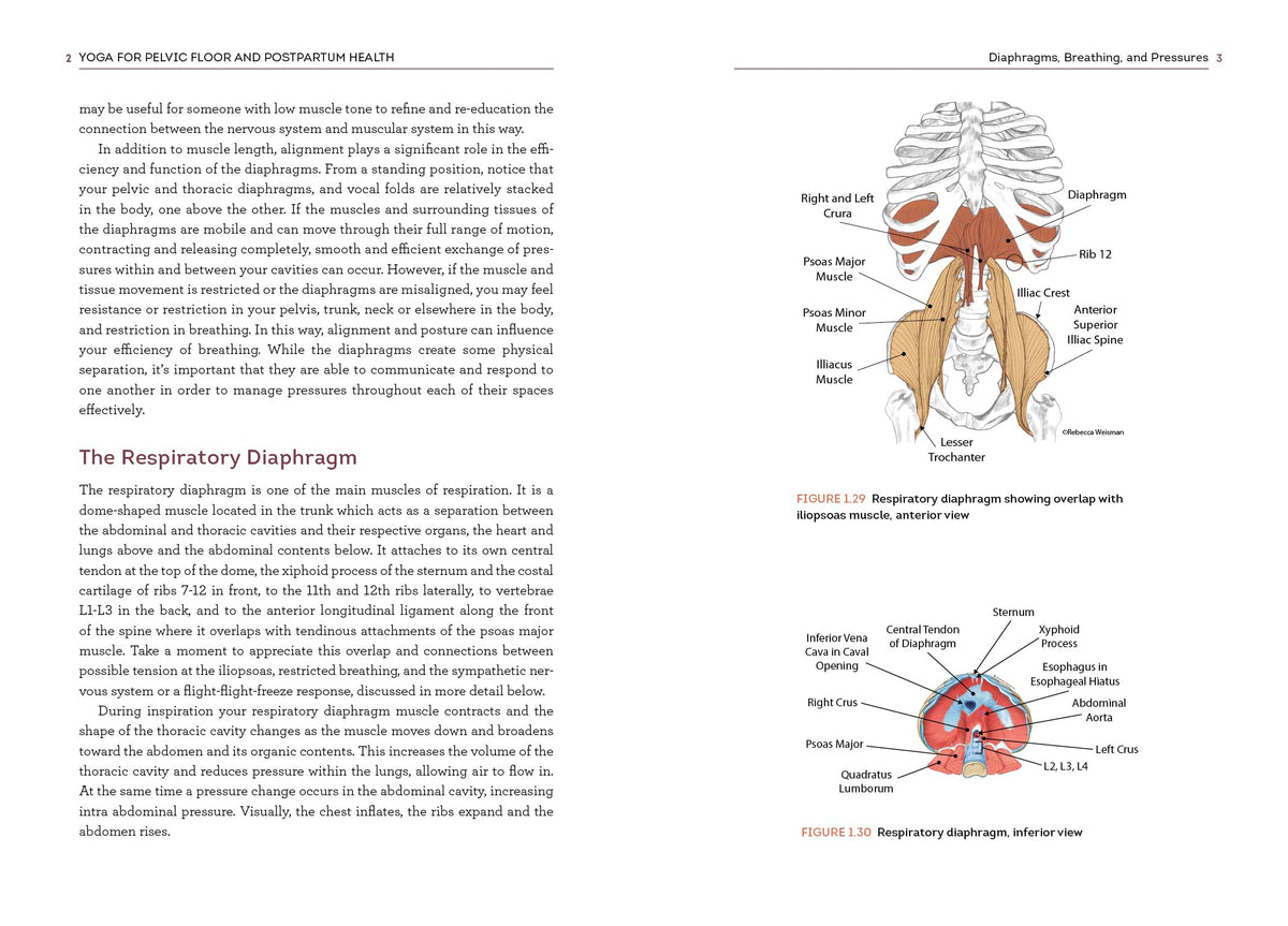 Yoga for Pelvic Floor and Postpartum Health: An Iyengar Yoga Approach to Pelvic Healing and Integrative Wellness through Anatomy and Practice