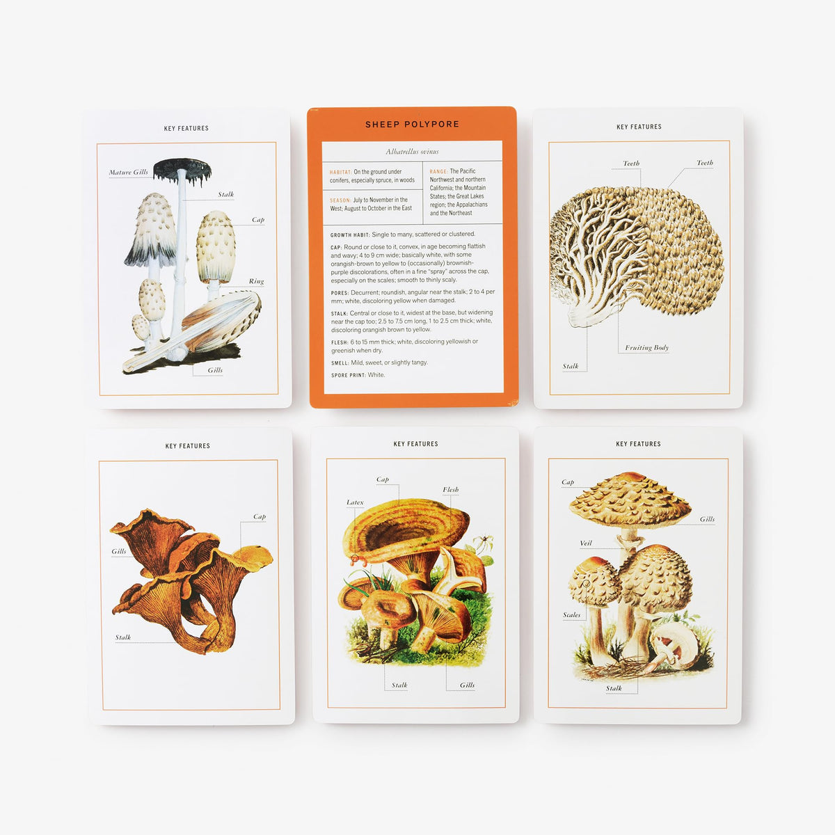 New York Botanical Garden Mushroom Identification Flashcards: 100 Common Mushrooms of North America