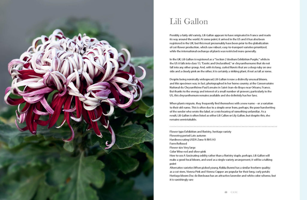 Chrysanthemums: Beautiful Varieties for Home and Garden (Flowers)