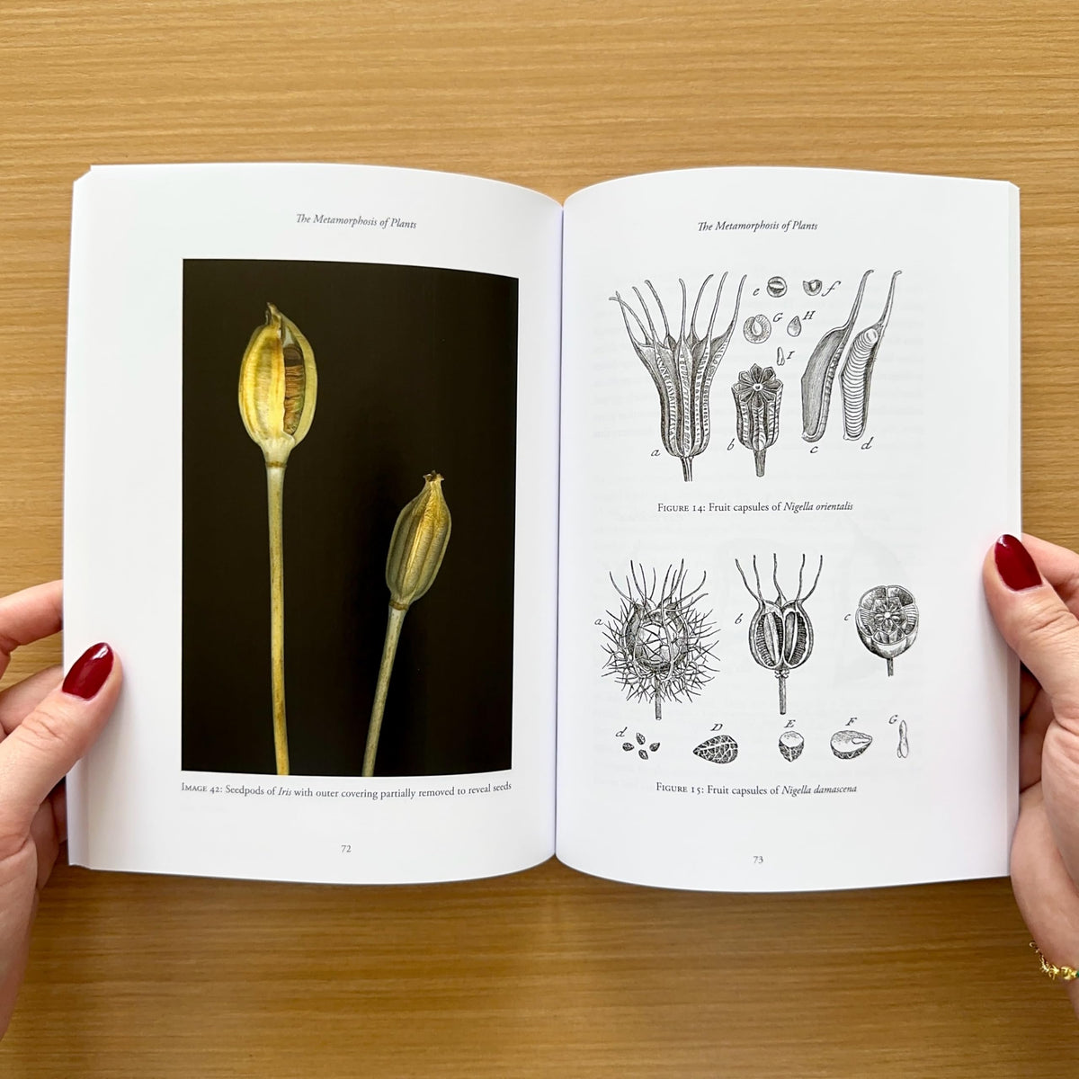 The Metamorphosis of Plants