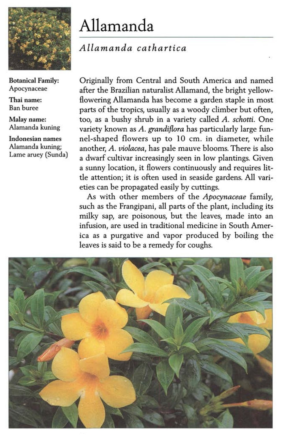 Handy Pocket Guide to Tropical Flowers (Handy Pocket Guides)