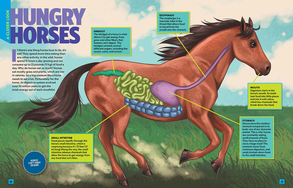 Can't Get Enough Horse Stuff