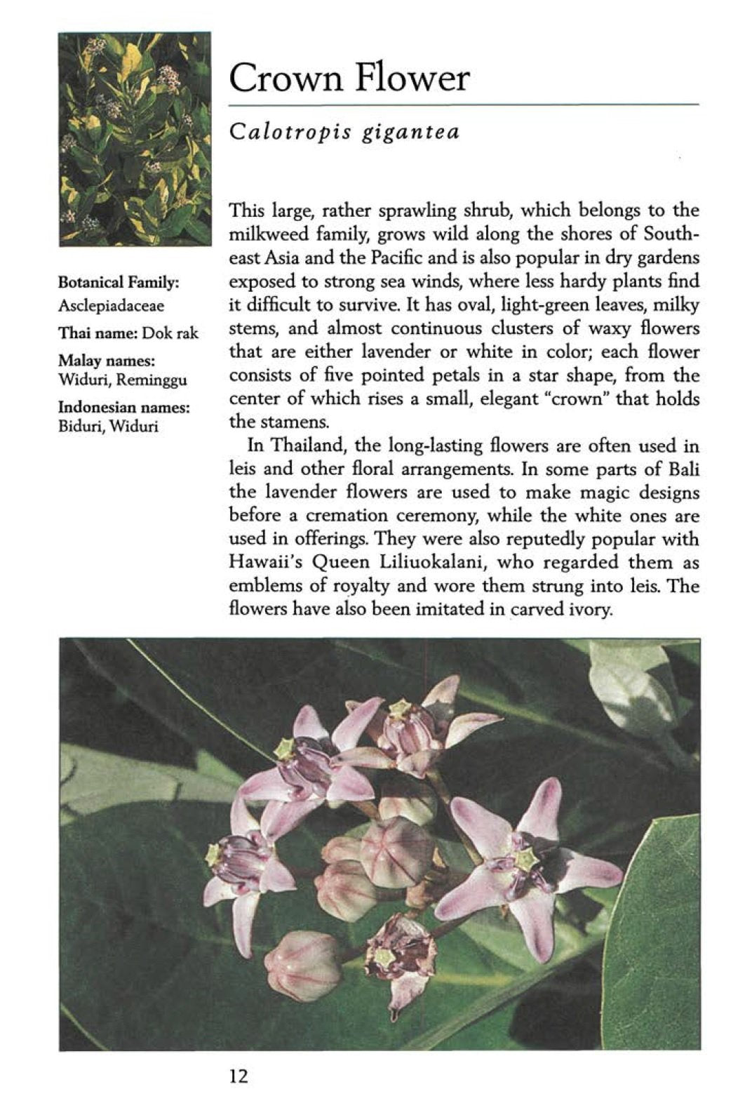 Handy Pocket Guide to Tropical Flowers (Handy Pocket Guides)