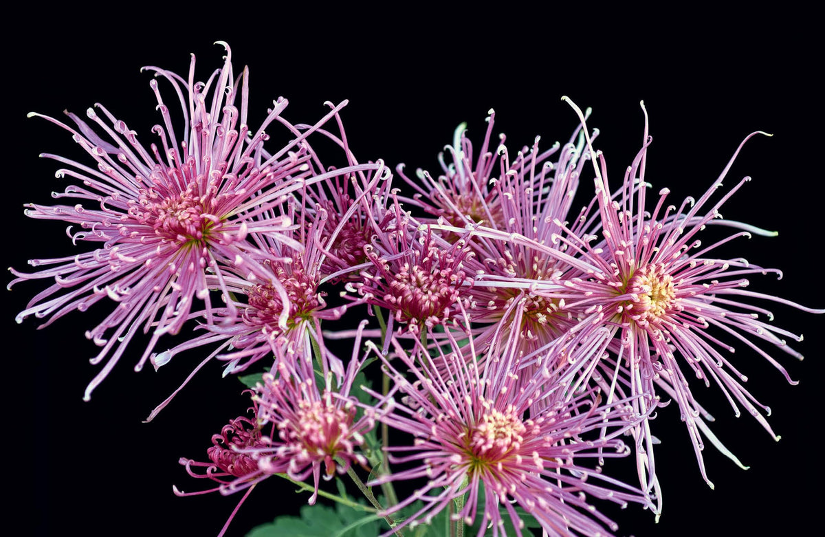 Chrysanthemums: Beautiful Varieties for Home and Garden (Flowers)
