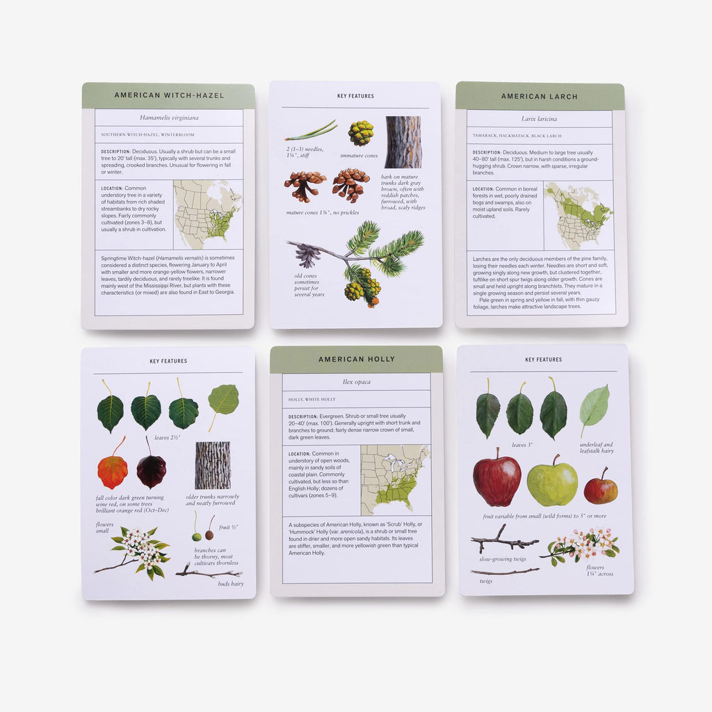Sibley Tree Identification Flashcards: 100 Trees of North America