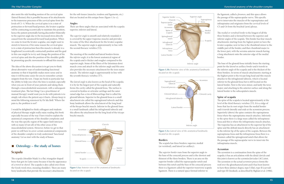 The Vital Shoulder Complex: An Illustrated Guide to Assessment, Treatment, and Rehabilitation