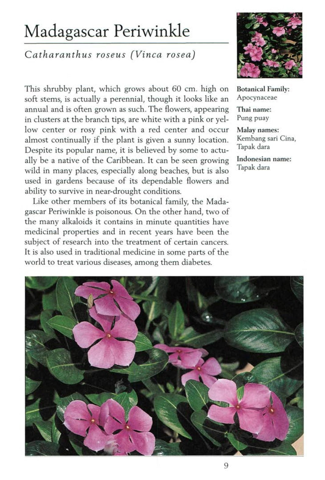 Handy Pocket Guide to Tropical Flowers (Handy Pocket Guides)