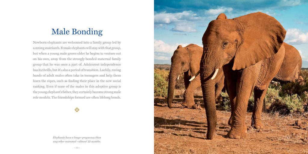Amazing Dads: Love and Lessons From the Animal Kingdom