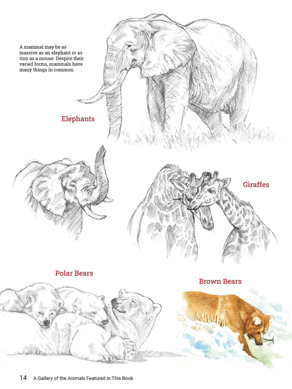 How to Draw Animals: A Visual Reference Guide to Sketching 100 Animals Including Popular Dog and Cat Breeds! (With over 800 illustrations)