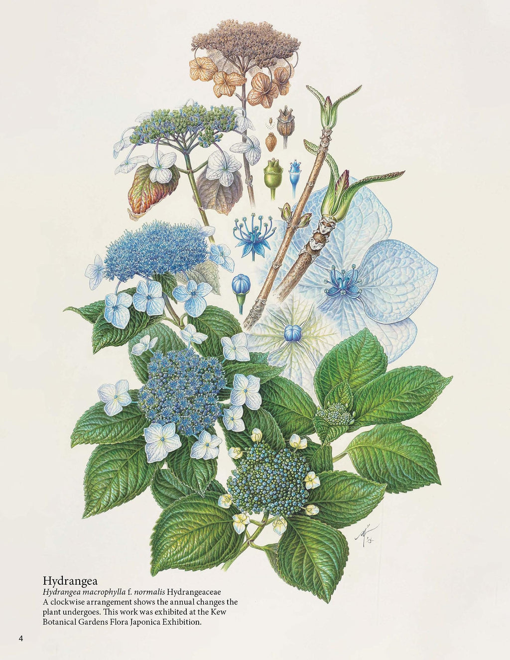 A Step-by-Step Guide to Botanical Drawing & Painting: Create Realistic Pencil and Watercolor Illustrations of Flowers, Fruits, Plants and More! (With Over 800 illustrations)