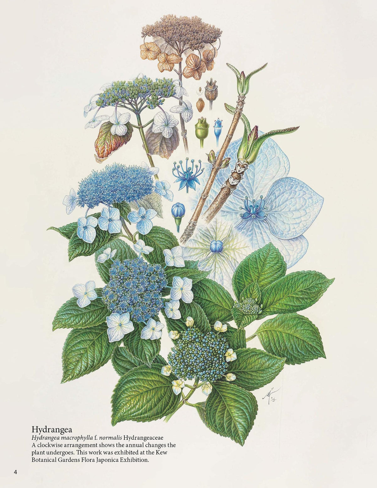 A Step-by-Step Guide to Botanical Drawing & Painting: Create Realistic Pencil and Watercolor Illustrations of Flowers, Fruits, Plants and More! (With Over 800 illustrations)