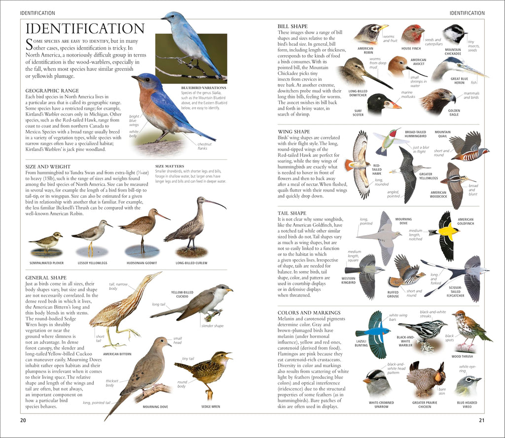 AMNH Birds of North America Eastern (DK North American Bird Guides)
