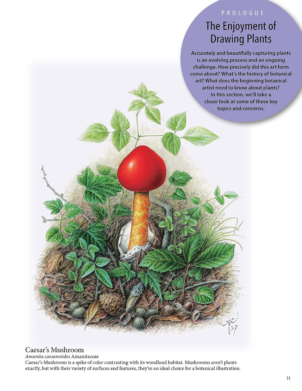 A Step-by-Step Guide to Botanical Drawing & Painting: Create Realistic Pencil and Watercolor Illustrations of Flowers, Fruits, Plants and More! (With Over 800 illustrations)