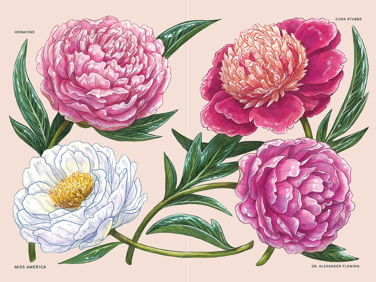 Peonies: A Little Book of Flowers (Little Book of Natural Wonders)