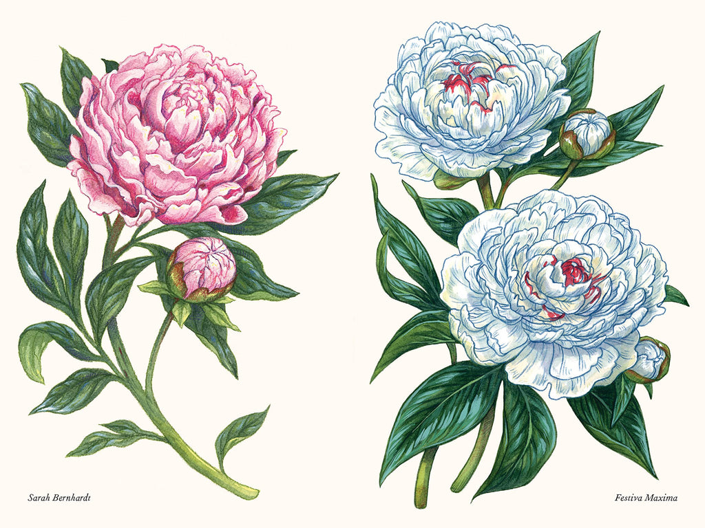 Peonies: A Little Book of Flowers (Little Book of Natural Wonders)