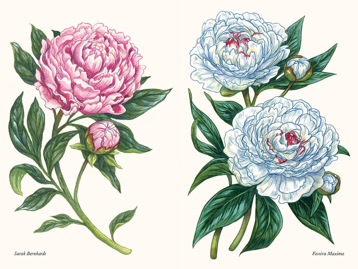 Peonies: A Little Book of Flowers (Little Book of Natural Wonders)