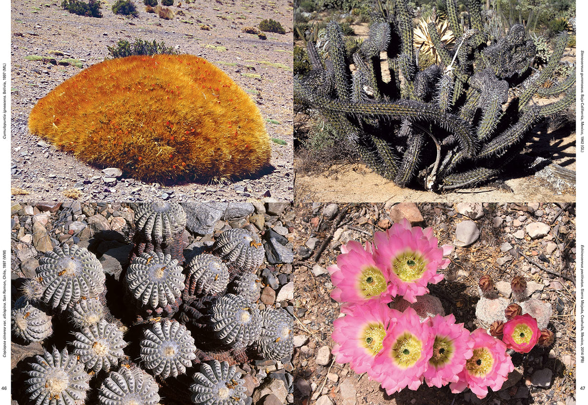 Xerophile, Revised Edition: Cactus Photographs from Expeditions of the Obsessed
